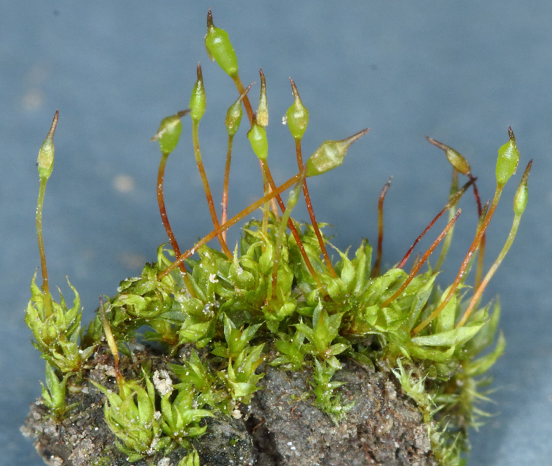 Tortula truncata